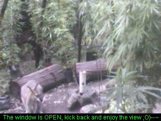 Click any pic to go back to the Peace Camp ;O)--~